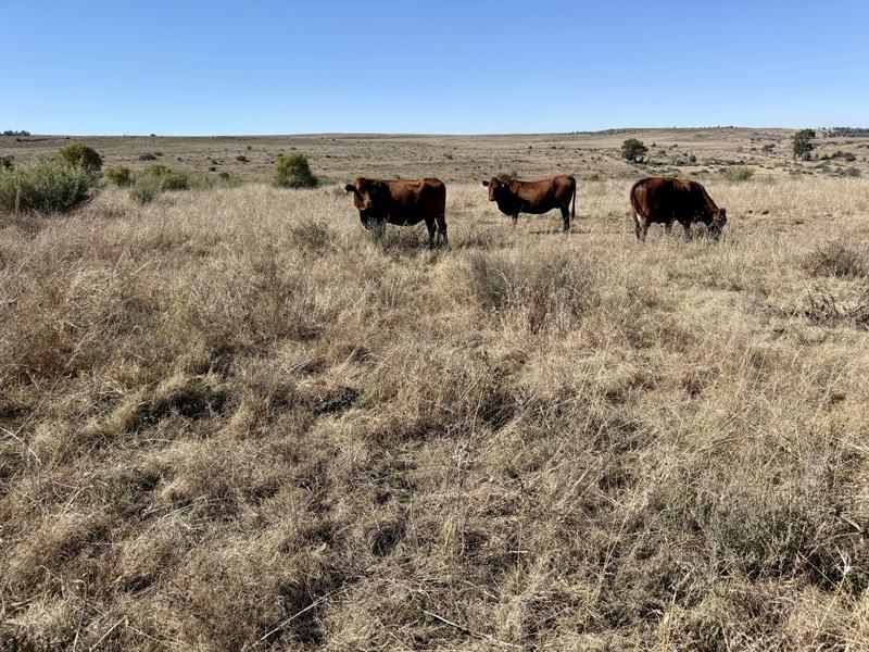0 Bedroom Property for Sale in Lindley Free State